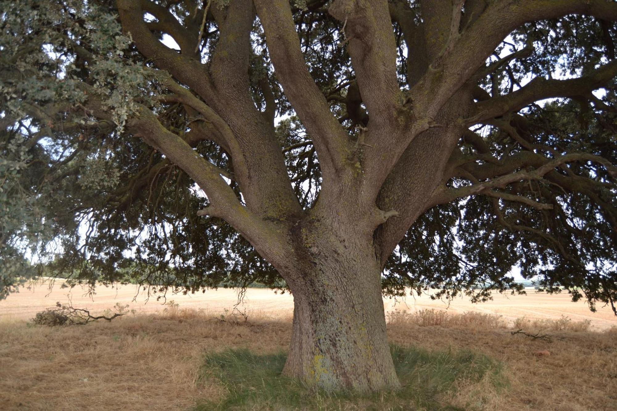 Enguídanos Las Casas De La Vega מראה חיצוני תמונה